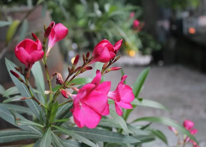 An Der Muehle 公寓